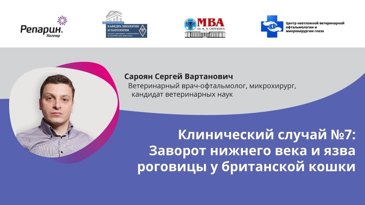 Заставка видео: клинический случай №7, заворот нижнего века и язва роговицы у британской кошки