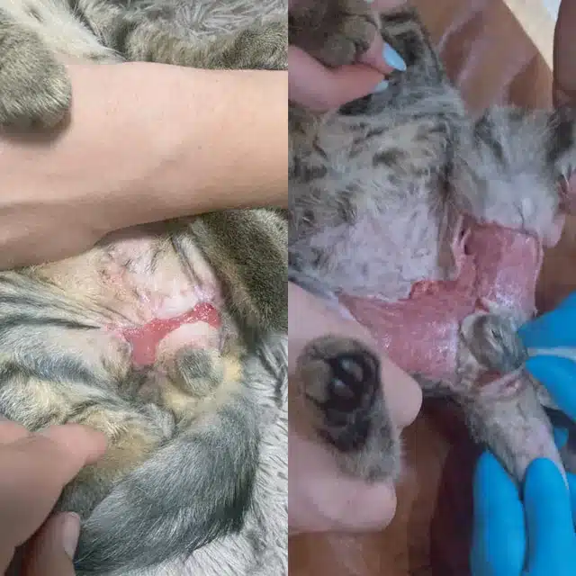 Некроз перианальной и паховой области после инородного тела, через 1 месяц применения