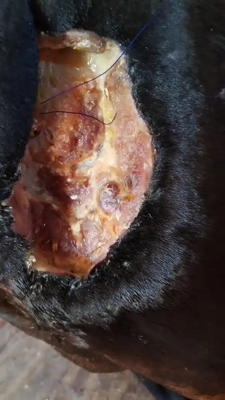 Рана на плече после укуса, через месяц
