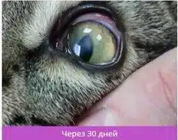 Травма левого глаза, язва вследствие герпеса, через 14 дней