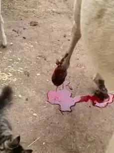 Клинические случаи 104 Повреждение кожного лоскута, связки и капсулы сустава, повреждение