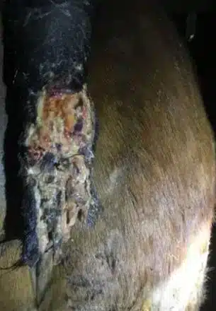 Клинические случаи 111 Рваная рана крупа и хвоста, открыт последний позвонок, на приёме
