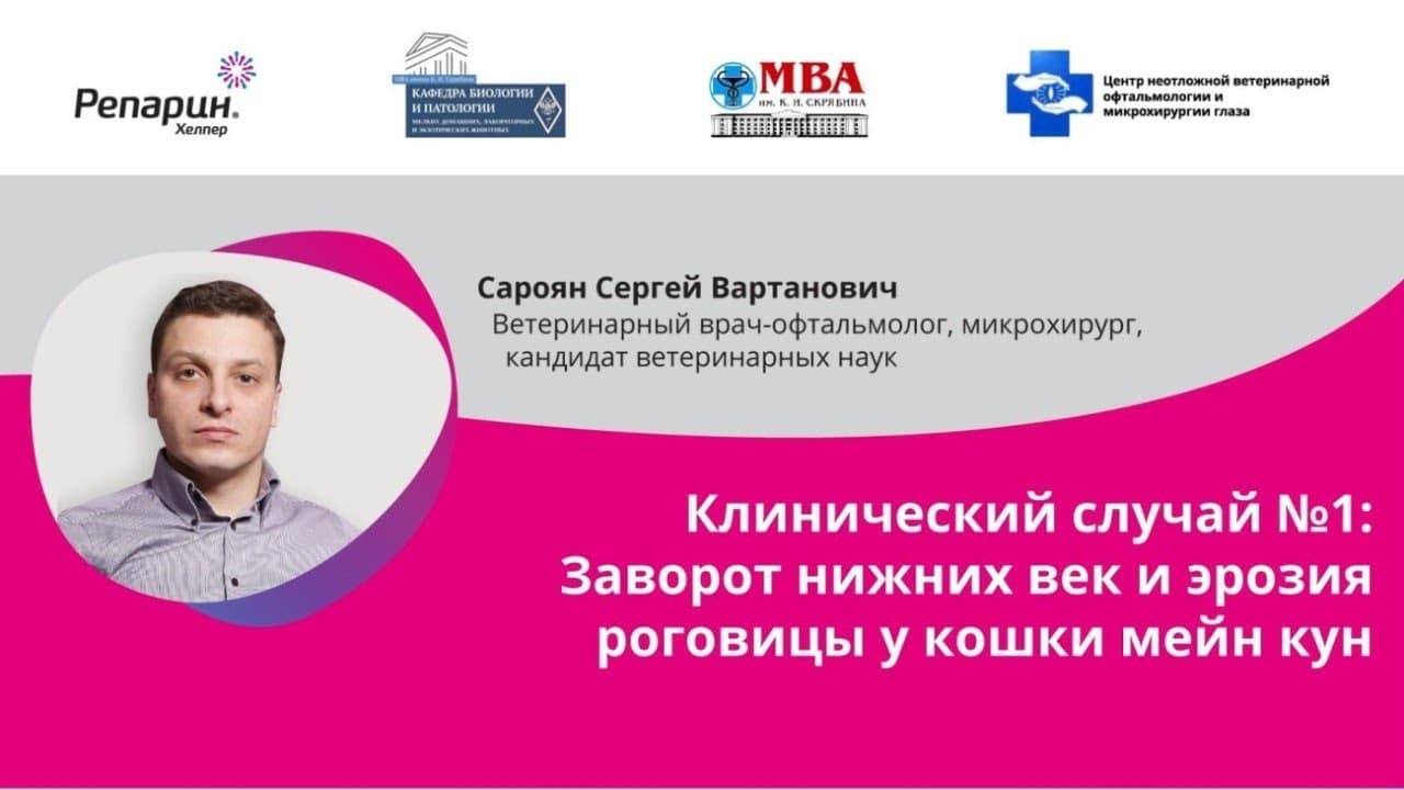 Заставка видео: клинический случай №1, заворот нижних век и эрозия роговицы у кошки мейн-кун