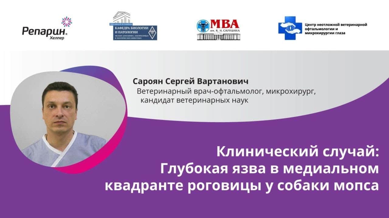 Заставка видео: клинический случай глубокой язвы роговицы у собаки мопса, офтальмолог Сароян