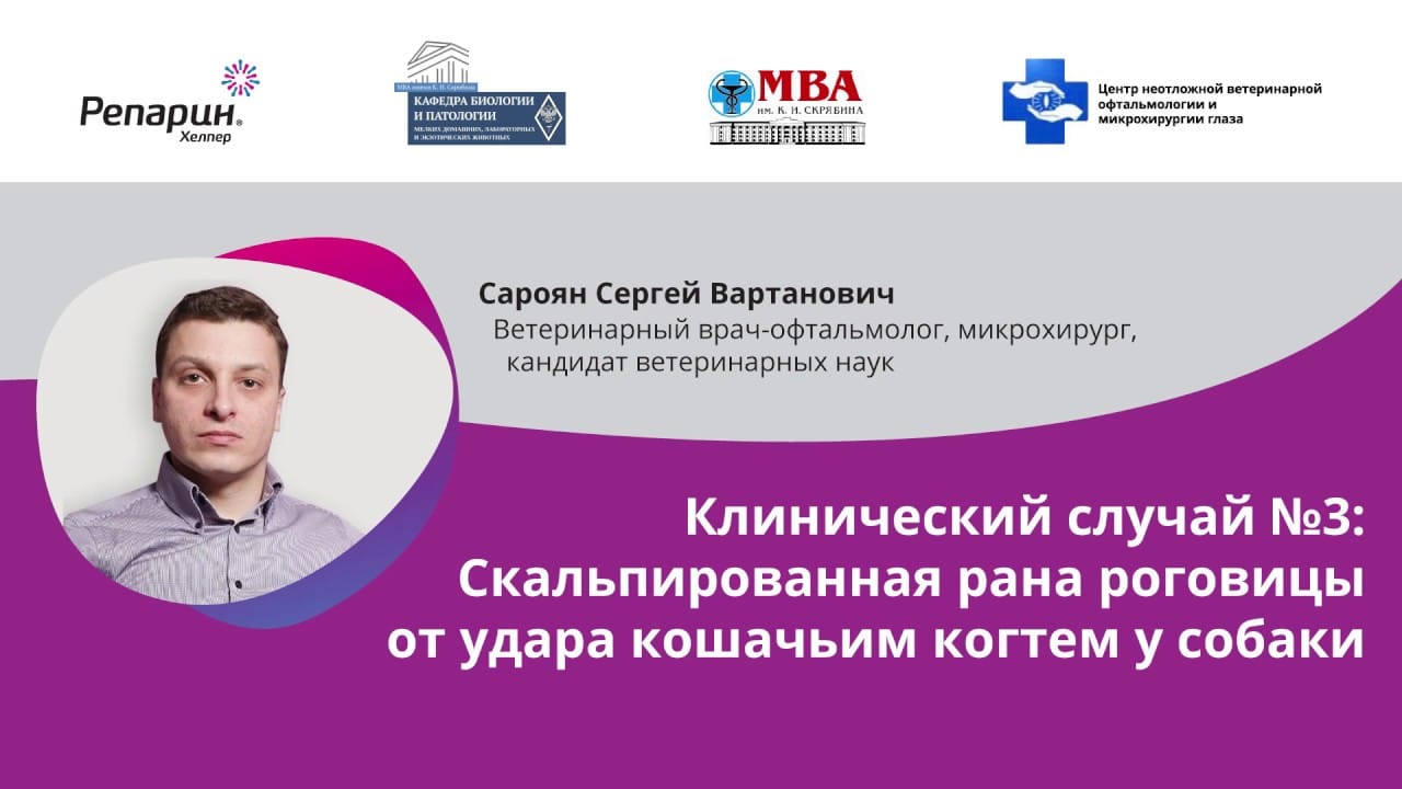 Заставка видео: клинический случай №3, скальпированная рана роговицы от кошачьего когтя у собаки