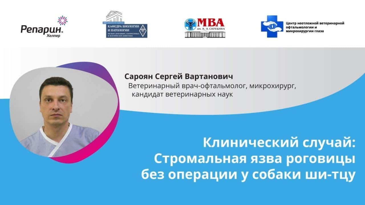 Заставка видео: клинический случай стромальной язвы роговицы без операции у собаки ши-тцу