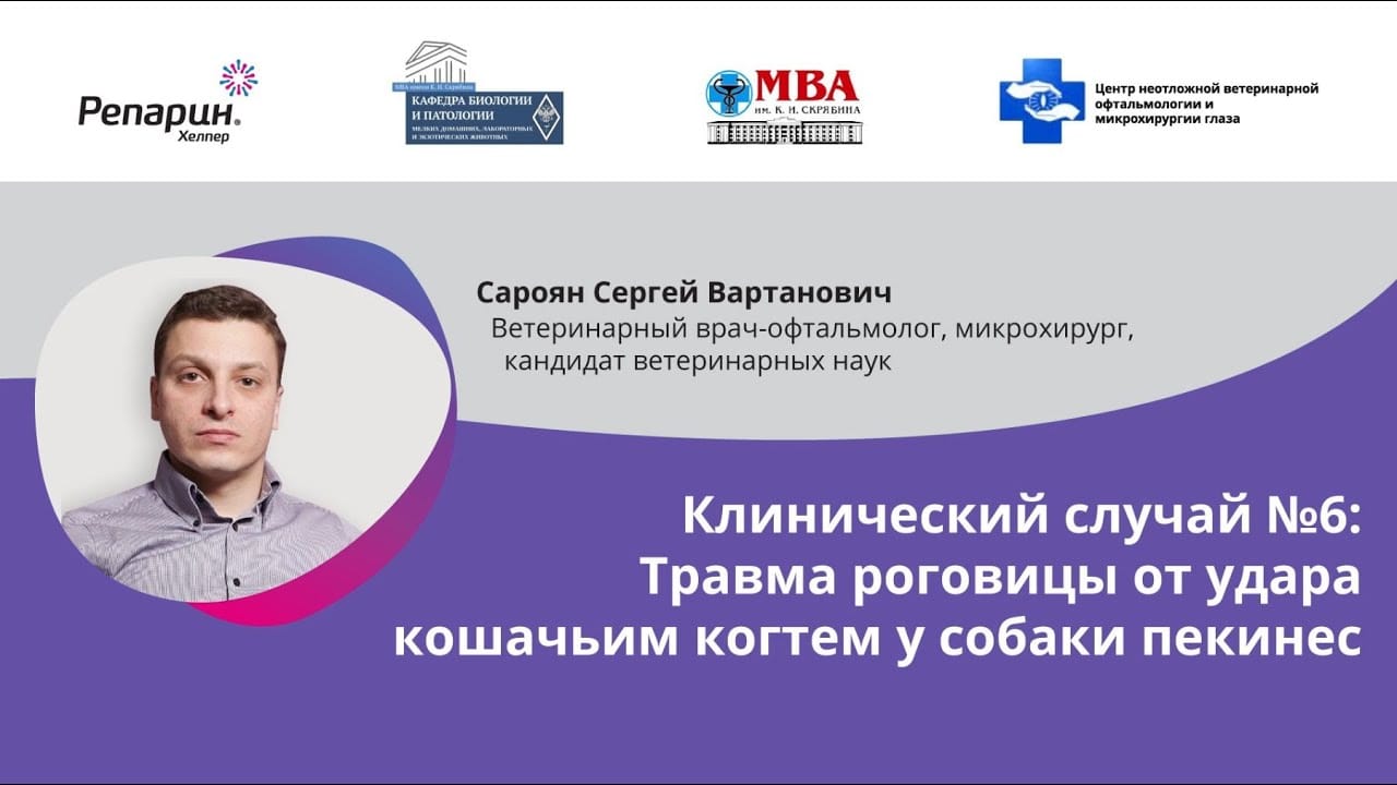 Заставка видео: клинический случай №6, травма роговицы от кошачьего когтя у пекинеса