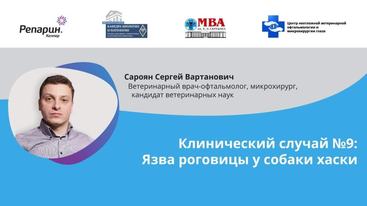 Заставка видео: клинический случай №9, язва роговицы у собаки хаски, офтальмолог Сароян