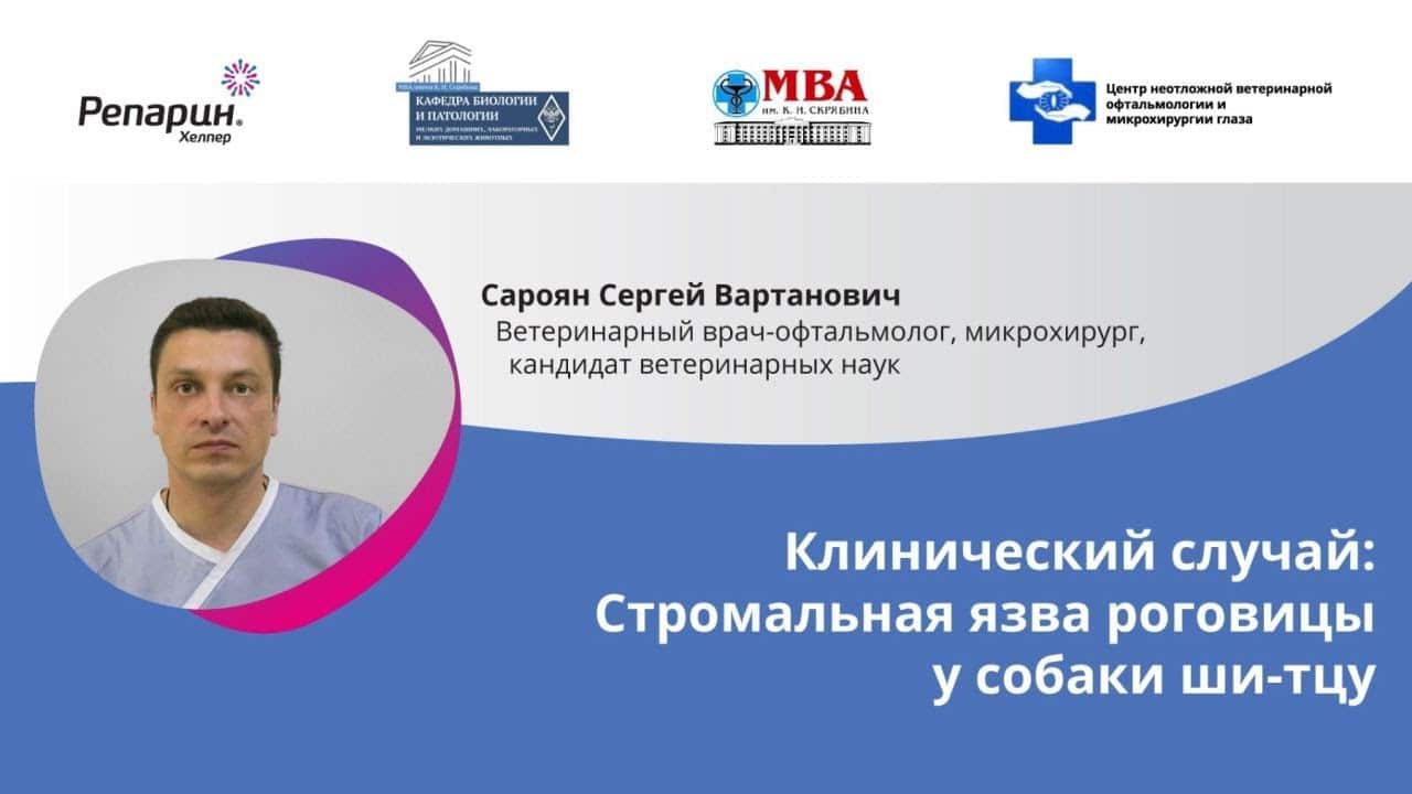 Заставка видео: клинический случай стромальной язвы роговицы у собаки ши-тцу, врач Сароян