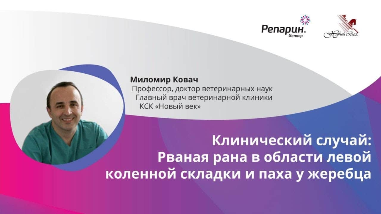 Заставка видео: клинический случай рваной раны у жеребца, профессор Миломир Ковач