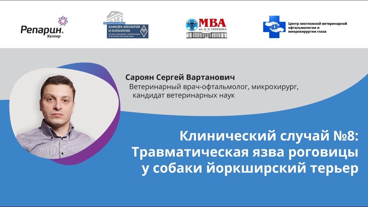 Заставка видео: клинический случай №8, травматическая язва роговицы у йоркширского терьера