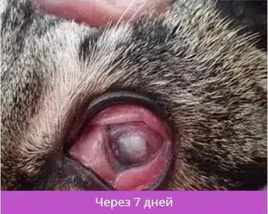 Травма левого глаза, язва вследствие герпеса, через 7 дней