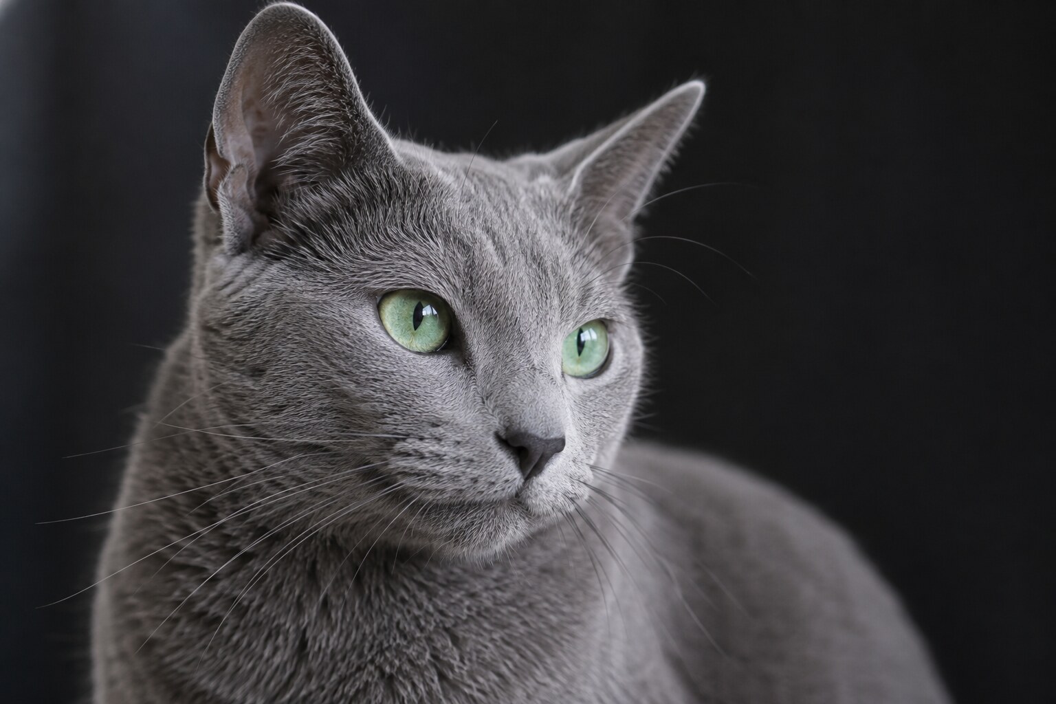 Русская голубая кошка